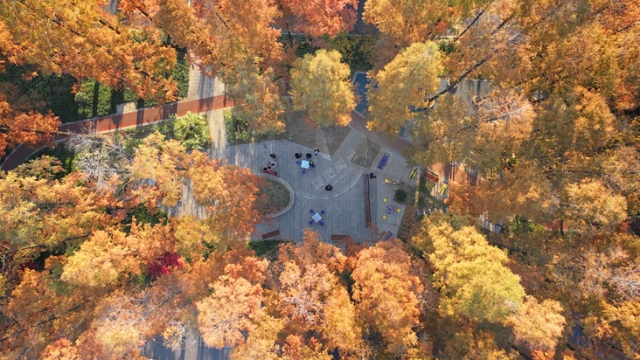 視頻|小區(qū)“雜亂”水杉林變身美麗小公園